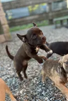 Tess, a female Chug for sale in Arlington Heights, WA – 1 of 3