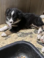 Ginger, a female Australian Shepherd for sale in Arlington Heights, WA – Photo 2 of 2