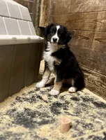 Ginger, a female Australian Shepherd for sale in Arlington Heights, WA – Photo 1 of 2