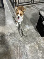 Sally, a female Pembroke Welsh Corgi for sale in Arlington, WA – 8 of 8