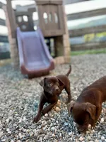 Tiny, a female Chug for sale in Arlington Heights, WA – 2 of 6