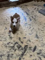 Sally, a female Pembroke Welsh Corgi for sale in Arlington Heights, WA – 2 of 3