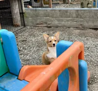 Bella, a female Pembroke Welsh Corgi for sale in Arlington, WA – 2 of 6