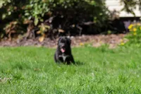 Tuxedo , a male Australian Shepherd for sale in Arlington Heights, WA – Photo 2 of 3