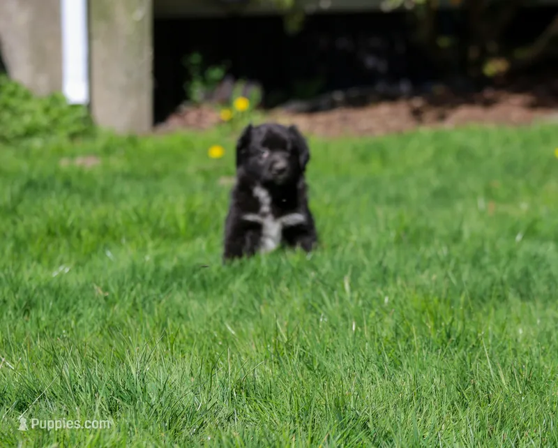 Tuxedo  – Australian Shepherd puppy for sale in Arlington Heights, WA