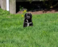 Tuxedo , a male Australian Shepherd for sale in Arlington Heights, WA – Photo 1 of 3