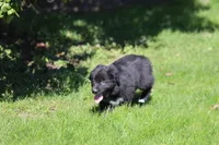 Tuxedo , a male Australian Shepherd for sale in Arlington Heights, WA – Photo 3 of 3