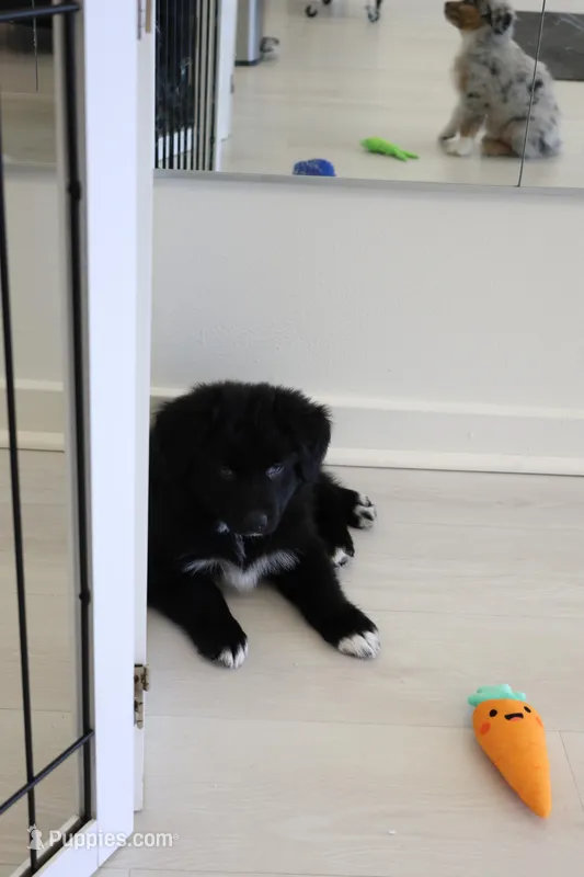 Tuxedo  – Australian Shepherd puppy for sale in Arlington Heights, WA