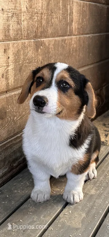 Spud – Pembroke Welsh Corgi puppy for sale in Arlington Heights, WA