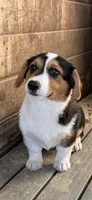 Spud, a male Pembroke Welsh Corgi for sale in Arlington Heights, WA – 1 of 2