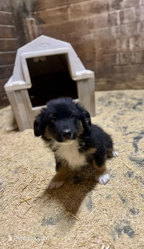 Seth – Australian Shepherd puppy for sale in Arlington Heights, WA