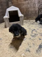 Seth, a male Australian Shepherd for sale in Arlington Heights, WA – Photo 1 of 3