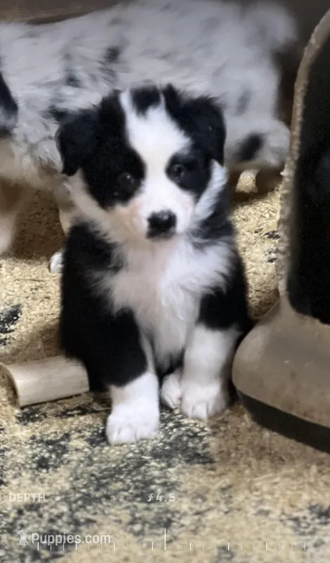 Panda – Australian Shepherd puppy for sale in Arlington Heights, WA