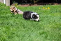 Panda, a male Australian Shepherd for sale in Arlington Heights, WA – Photo 2 of 2