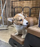 Sally, a female Pembroke Welsh Corgi for sale in Arlington Heights, WA – 5 of 6