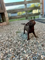 Tiny, a female Chug for sale in Arlington Heights, WA – 3 of 6