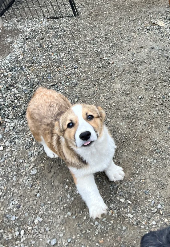 Fiona – Pembroke Welsh Corgi puppy for sale in Arlington, WA