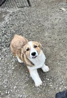 Fiona, a female Pembroke Welsh Corgi for sale in Arlington, WA – 1 of 5