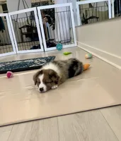 Jenny, a female Australian Shepherd for sale in Arlington Heights, WA – Photo 2 of 4