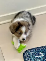 Jenny, a female Australian Shepherd for sale in Arlington Heights, WA – Photo 4 of 4