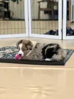 Jenny, a female Australian Shepherd for sale in Arlington Heights, WA – Photo 3 of 4