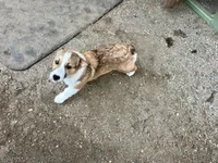 Fiona, a female Pembroke Welsh Corgi for sale in Arlington, WA – 5 of 5