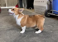 Sally, a female Pembroke Welsh Corgi for sale in Arlington Heights, WA – 2 of 6