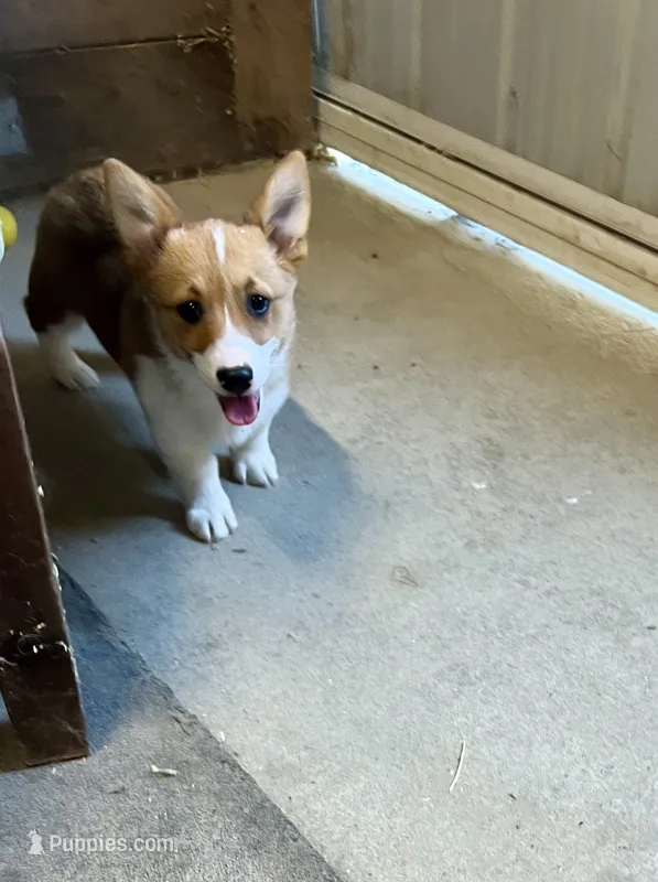 Sally – Pembroke Welsh Corgi puppy for sale in Arlington Heights, WA