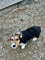 Princess, a female Pembroke Welsh Corgi for sale in Arlington, WA – 4 of 4