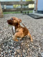Bambi, a female Chug for sale in Arlington Heights, WA – 2 of 4