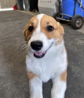 Sally, a female Pembroke Welsh Corgi for sale in Arlington Heights, WA – 4 of 6