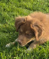 Red, a male Australian Shepherd for sale in Arlington Heights, WA – 2 of 3