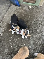 Spud, a male Pembroke Welsh Corgi for sale in Arlington Heights, WA – 2 of 2