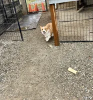 Bella, a female Pembroke Welsh Corgi for sale in Arlington, WA – 4 of 6
