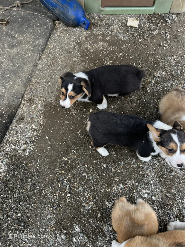 Spud – Pembroke Welsh Corgi puppy for sale in Arlington Heights, WA