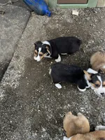 Spud, a male Pembroke Welsh Corgi for sale in Arlington Heights, WA – 1 of 2