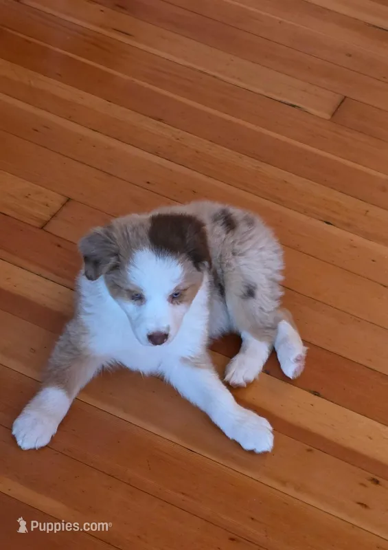 Sister, a female Australian Shepherd for sale in Arlington Heights, WA – Photo 1 of 1