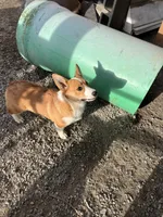 Sally, a female Pembroke Welsh Corgi for sale in Arlington, WA – 6 of 8