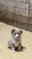 Teddy, a male Australian Shepherd for sale in Arlington Heights, WA – 1 of 3