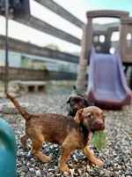 Bambi, a female Chug for sale in Arlington Heights, WA – 1 of 4