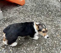 Princess, a female Pembroke Welsh Corgi for sale in Arlington, WA – 3 of 4