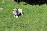 Smudge, a male Australian Shepherd for sale in Arlington Heights, WA – Photo 3 of 3