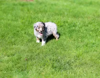 Smudge, a male Australian Shepherd for sale in Arlington Heights, WA – Photo 2 of 3