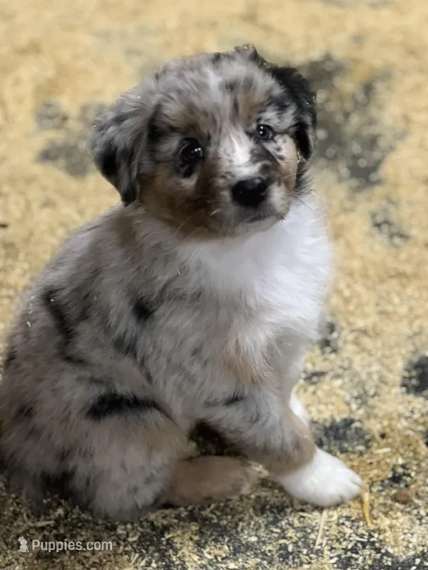 Smudge – Australian Shepherd puppy for sale in Arlington Heights, WA