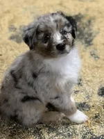 Smudge, a male Australian Shepherd for sale in Arlington Heights, WA – Photo 1 of 3