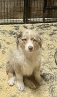 Teddy, a male Australian Shepherd for sale in Arlington Heights, WA – 2 of 3