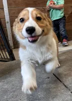 Sally, a female Pembroke Welsh Corgi for sale in Arlington Heights, WA – 1 of 6