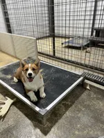 Sally, a female Pembroke Welsh Corgi for sale in Arlington, WA – 3 of 8
