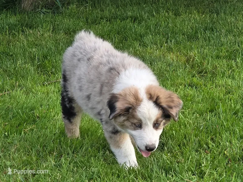 Blue – Australian Shepherd puppy for sale in Arlington Heights, WA