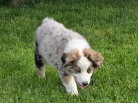 Blue, a male Australian Shepherd for sale in Arlington Heights, WA – 1 of 3